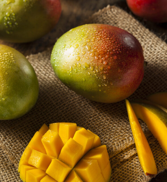Organic Colorful Ripe Mangos on a Background